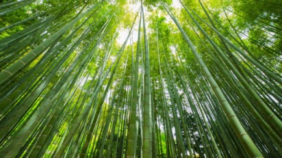 Gabriela Voss, Achtsamkeits-und Self Leadership-Coach, Freiraumfinderin, Resilienztraining, Stressbewältigung, Achtsamkeit, Mindfulness