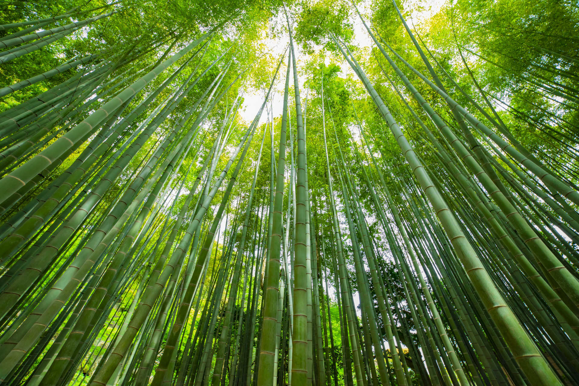 Gabriela Voss, Achtsamkeits-und Self Leadership-Coach, Freiraumfinderin, Resilienztraining, Stressbewältigung, Achtsamkeit, Mindfulness