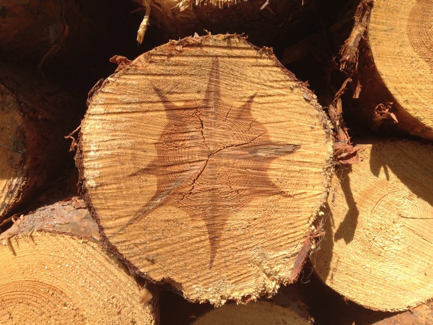 Gabriela Voss; Anti-Stress-Coaching; Anfängergefühl; Veränderungen; Wachstumszone; Achtsamkeit; Veränderungsprozesse