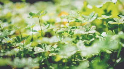 Gutes in sich aufnehmen und glücklicher werden