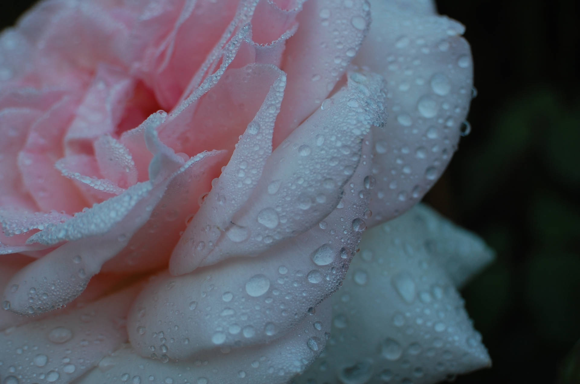 Gabriela Voss; Achtsamkeit; Stressbewältigung; Resilienz; Schönheit; Rose