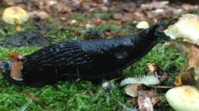 Schneckentempo und das Geschenk der Entschleunigung