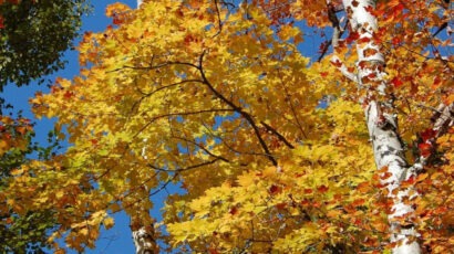 Waldbaden - Nature Walks - ein achtsamer Aufenthalt in der Natur