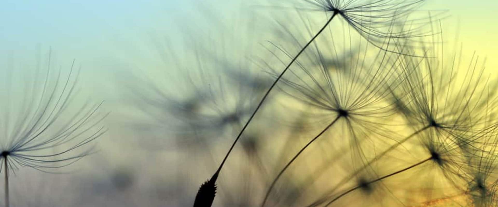 achtsamkeits-booster-pusteblume Coaching in Hamburg Altona/Eimsbüttel mit Achtsamkeits-Trainerin Gabriela Voß