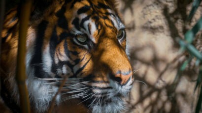 Wilder Tiger; Stress bewältigen; Stress managen